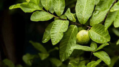 नेचुरल इंसुलिन: अमरूद की पत्तियों का चमत्कारी गुण