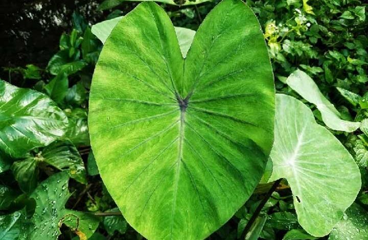 अरबी के पत्ते में छुपा है सेहत का खज़ाना, है जानिए किन मामलों के लिए है महाऔषधि