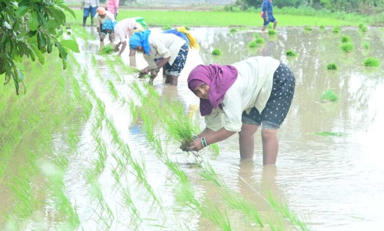 सरकार के नीतिगत फैसलों ने बढ़ाया छत्तीसगढ़ के किसानों का मान
