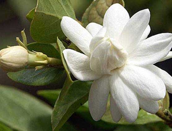 शिव जी को चढ़ने वाला यह फूल हेल्थ के कई रोगों के लिए है महाऔषधि, जानिए फायदे