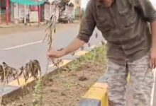 राजधानी रायपुर के पचेड़ा कौशल्या माता मंदिर रोड पर फर्जी वृक्षारोपण का खुलासा