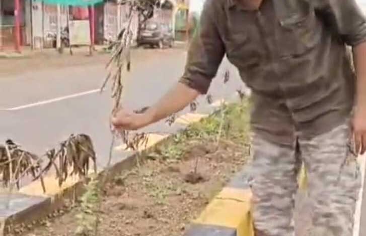 राजधानी रायपुर के पचेड़ा कौशल्या माता मंदिर रोड पर फर्जी वृक्षारोपण का खुलासा