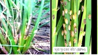 धान की फसलों में रोग व कीट प्रकोप से बचाव के लिए कृषि विशेषज्ञों ने दी सलाह