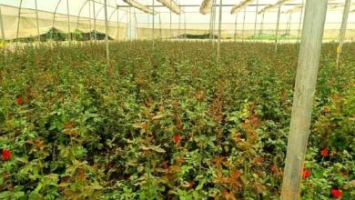 छत्तीसगढ़ में पुष्प खेती से बदल रही किसानों की तकदीर