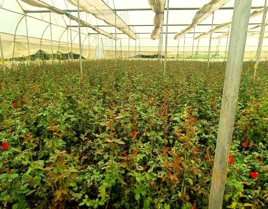 छत्तीसगढ़ में पुष्प खेती से बदल रही किसानों की तकदीर