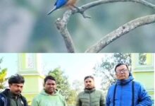 छत्तीसगढ़ में दूसरा और बारनवापारा अभयारण्य से पहला रिकॉर्ड दर्ज, में मिला दुर्लभ ब्लैक-कैप्ड किंगफिशर