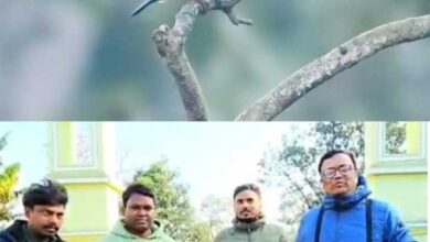 छत्तीसगढ़ में दूसरा और बारनवापारा अभयारण्य से पहला रिकॉर्ड दर्ज, में मिला दुर्लभ ब्लैक-कैप्ड किंगफिशर