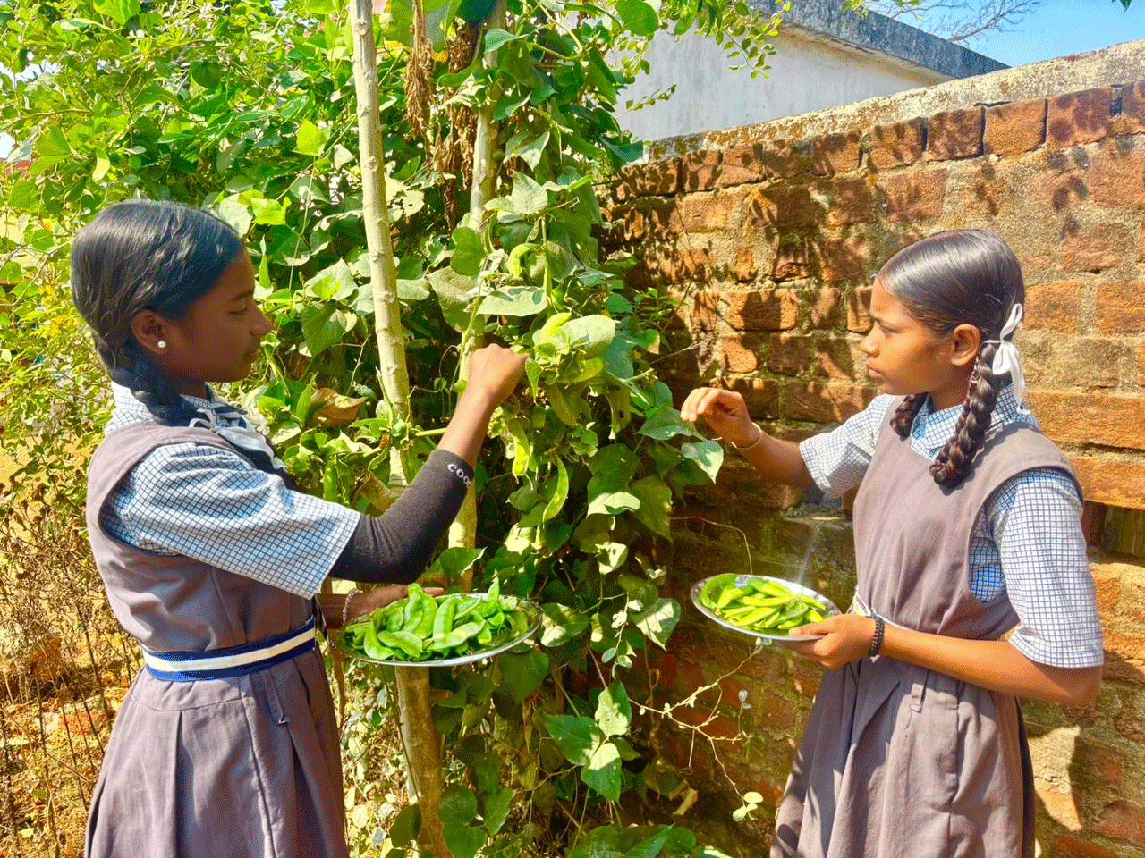 बच्चों को मिल रहा पौष्टिक आहार विद्यालय की बगिया से बच्चों को मिल रहा पौष्टिक आहार विद्यालय की बगिया से