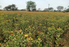 कुसुम की खेती के प्रति बालोद जिले के किसानों में बढ़ा रूझान