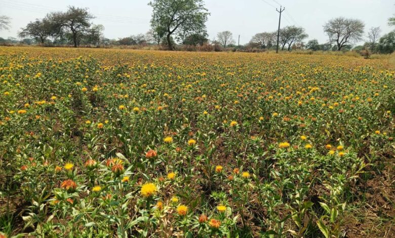 कुसुम की खेती के प्रति बालोद जिले के किसानों में बढ़ा रूझान