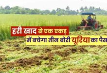 हरी खाद- खेती में बढ़ेगा उत्पादन, मिट्टी की सेहत होगी बेहतर