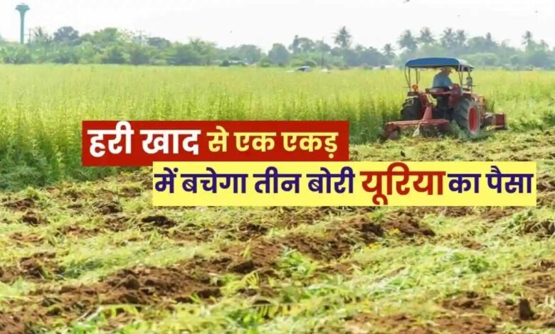 हरी खाद- खेती में बढ़ेगा उत्पादन, मिट्टी की सेहत होगी बेहतर