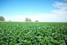 यूरिया का प्रभावी विकल्प बन रही हरी खाद, छत्तीसगढ़ में 600 हेक्टेयर में प्रदर्शन