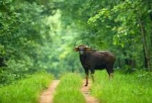 छत्तीसगढ़ में आज से बंद हुए सभी टाइगर रिजर्व और अभ्यारण्य, एक अक्टूबर तक जंगल सफारी पर रोक छत्तीसगढ़ में आज से बंद हुए सभी टाइगर रिजर्व और अभ्यारण्य, एक अक्टूबर तक जंगल सफारी पर रोक