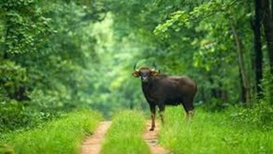 छत्तीसगढ़ में आज से बंद हुए सभी टाइगर रिजर्व और अभ्यारण्य, एक अक्टूबर तक जंगल सफारी पर रोक