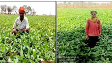 ग्रीष्मकालीन उड़द की खेती से आत्मनिर्भरता की ओर बढ़े कदम ग्रीष्मकालीन उड़द की खेती से आत्मनिर्भरता की ओर बढ़े कदम