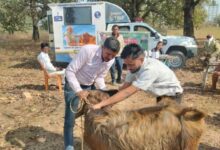 एक कॉल पर घर पहुंच रही पशु चिकित्सा सेवा, ग्रामीण पशुपालकों के लिए वरदान बनी मोबाइल यूनिट