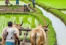 प्रदेश में मानसून के दस्तक के साथ ही खेती-किसानी में तेजी