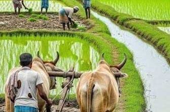 प्रदेश में मानसून के दस्तक के साथ ही खेती-किसानी में तेजी
