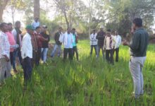 धान के कटोरे में महकने लगी औषधियों की खुशबू