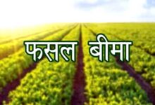 खरीफ फसलों की बीमा 31 जुलाई तक खरीफ फसलों की बीमा 31 जुलाई तक