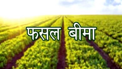 खरीफ फसलों की बीमा 31 जुलाई तक