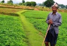 किसान अपना रहे ढैंचा की हरित खाद तकनीक, रासायनिक उर्वरकों पर निर्भरता होगी कम, भूमि की उर्वरता बढ़ाने की दिशा में पहल