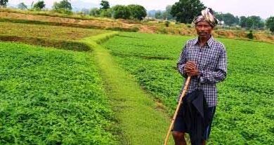 किसान अपना रहे ढैंचा की हरित खाद तकनीक, रासायनिक उर्वरकों पर निर्भरता होगी कम, भूमि की उर्वरता बढ़ाने की दिशा में पहल