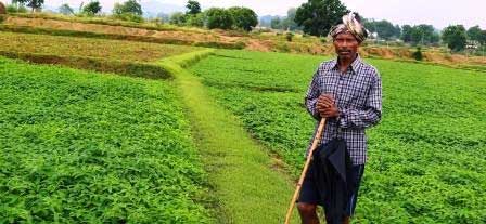 किसान अपना रहे ढैंचा की हरित खाद तकनीक, रासायनिक उर्वरकों पर निर्भरता होगी कम, भूमि की उर्वरता बढ़ाने की दिशा में पहल किसान अपना रहे ढैंचा की हरित खाद तकनीक, रासायनिक उर्वरकों पर निर्भरता होगी कम, भूमि की उर्वरता बढ़ाने की दिशा में पहल