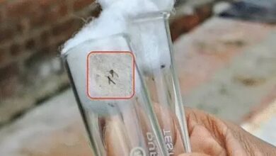 हिम्मतनगर से गोधरा तक हड़कंप, बच्चों को निशाना बना रहा यह खतरा हिम्मतनगर से गोधरा तक हड़कंप, बच्चों को निशाना बना रहा यह खतरा