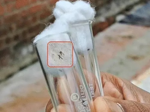 हिम्मतनगर से गोधरा तक हड़कंप, बच्चों को निशाना बना रहा यह खतरा हिम्मतनगर से गोधरा तक हड़कंप, बच्चों को निशाना बना रहा यह खतरा