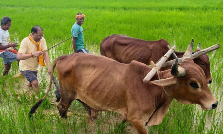 अपनी माटी और खेती-किसानी से मुख्यमंत्री विष्णु देव साय का आत्मीय जुड़ाव