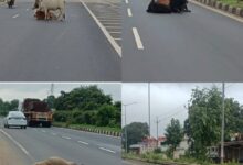 झलप-ढाक टोल प्लाजा की बड़ी लापरवाही! पूरा टोल वसूलने के बाद भी नहीं मिल रही सुरक्षा, सड़क पर मवेशियों का जमावड़ा बना हादसों की वजह
