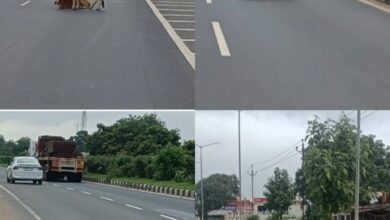 झलप-ढाक टोल प्लाजा की बड़ी लापरवाही! पूरा टोल वसूलने के बाद भी नहीं मिल रही सुरक्षा, सड़क पर मवेशियों का जमावड़ा बना हादसों की वजह