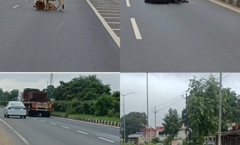 झलप-ढाक टोल प्लाजा की बड़ी लापरवाही! पूरा टोल वसूलने के बाद भी नहीं मिल रही सुरक्षा, सड़क पर मवेशियों का जमावड़ा बना हादसों की वजह