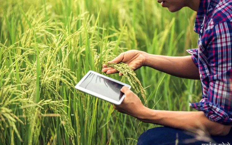 छत्तीसगढ़ में खरीफ फसलों का डिजिटल ‘एक्स-रे’