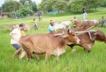 बगिया के खेत में उतरे मुख्यमंत्री साय, बोले- खेती मेरे लिए सिर्फ आजीविका नहीं, जीवन का संस्कार