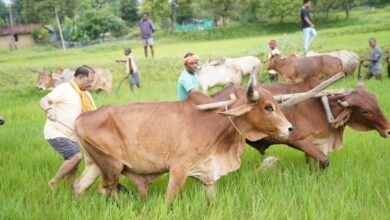 बगिया के खेत में उतरे मुख्यमंत्री साय, बोले- खेती मेरे लिए सिर्फ आजीविका नहीं, जीवन का संस्कार