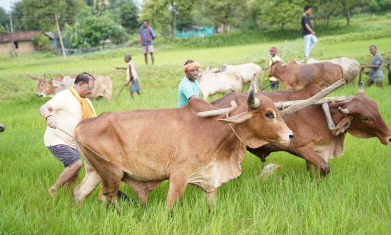 बगिया के खेत में उतरे मुख्यमंत्री साय, बोले- खेती मेरे लिए सिर्फ आजीविका नहीं, जीवन का संस्कार