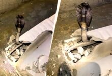 Toilet Seat Cobra: टॉयलेट सीट के नीचे छिपा था 6 फीट लंबा कोबरा, फुंकार सुनकर सहमा परिवार; VIDEO में देखें रेस्क्यू