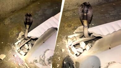 Toilet Seat Cobra: टॉयलेट सीट के नीचे छिपा था 6 फीट लंबा कोबरा, फुंकार सुनकर सहमा परिवार; VIDEO में देखें रेस्क्यू Toilet Seat Cobra: टॉयलेट सीट के नीचे छिपा था 6 फीट लंबा कोबरा, फुंकार सुनकर सहमा परिवार; VIDEO में देखें रेस्क्यू