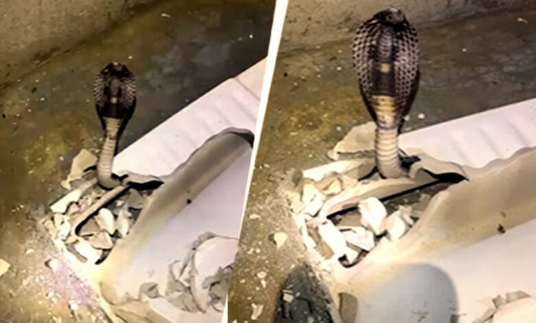 Toilet Seat Cobra: टॉयलेट सीट के नीचे छिपा था 6 फीट लंबा कोबरा, फुंकार सुनकर सहमा परिवार; VIDEO में देखें रेस्क्यू Toilet Seat Cobra: टॉयलेट सीट के नीचे छिपा था 6 फीट लंबा कोबरा, फुंकार सुनकर सहमा परिवार; VIDEO में देखें रेस्क्यू