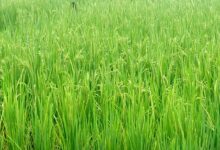 धान की फसल में बालियाँ निकलने की अवस्था, महत्वपूर्ण है उचित फसल प्रबंधन: एनआईबीएसएम