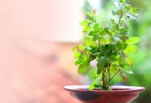 Tulsi Vastu Tips: तुलसी के पौधे के पास भूलकर भी न रखें ये 5 चीजें, घर की सुख-समृद्धि को लेकर क्या कहता है वास्तु?