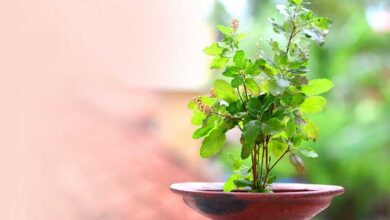 Tulsi Vastu Tips: तुलसी के पौधे के पास भूलकर भी न रखें ये 5 चीजें, घर की सुख-समृद्धि को लेकर क्या कहता है वास्तु?