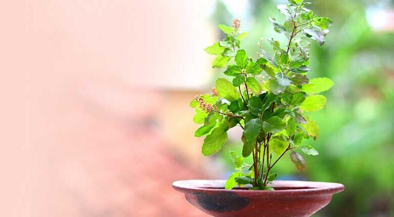 Tulsi Vastu Tips: तुलसी के पौधे के पास भूलकर भी न रखें ये 5 चीजें, घर की सुख-समृद्धि को लेकर क्या कहता है वास्तु?
