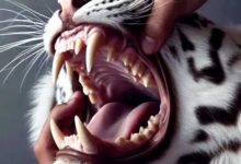 Animal Teeth: बिना टूथब्रश के भी जानवरों के दांत कैसे रहते हैं मजबूत? जानिए इसके पीछे की वजह