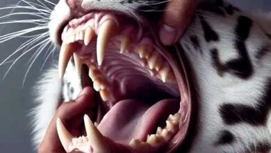 Animal Teeth: बिना टूथब्रश के भी जानवरों के दांत कैसे रहते हैं मजबूत? जानिए इसके पीछे की वजह