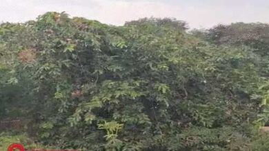 छत्तीसगढ़ में चक्रवाती तूफान का असर, रायपुर-रायगढ़ में बारिश; बस्तर संभाग में अलर्ट की संभावना