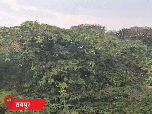 छत्तीसगढ़ में चक्रवाती तूफान का असर, रायपुर-रायगढ़ में बारिश; बस्तर संभाग में अलर्ट की संभावना